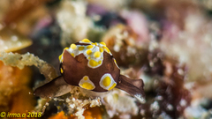 Colpodaspis thompsoni