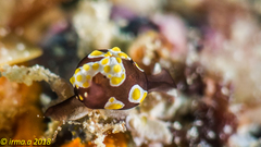 Colpodaspis thompsoni