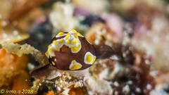 Colpodaspis thompsoni