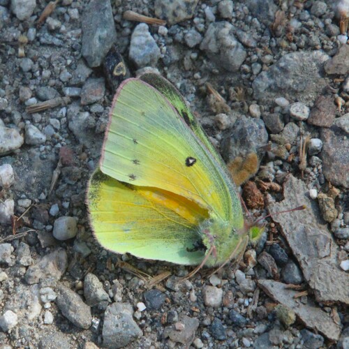 iNaturalist observation photo of Orange Sulphur