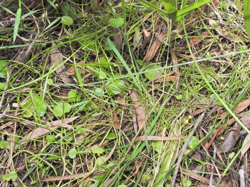 Nymphoides exiliflora (Nymphoides exiliflora)