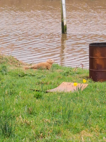Harbor seal
