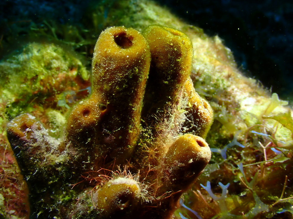 Svenzea tubulosa