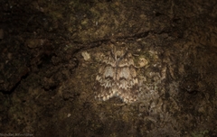 Scaphidriotis xylogramma