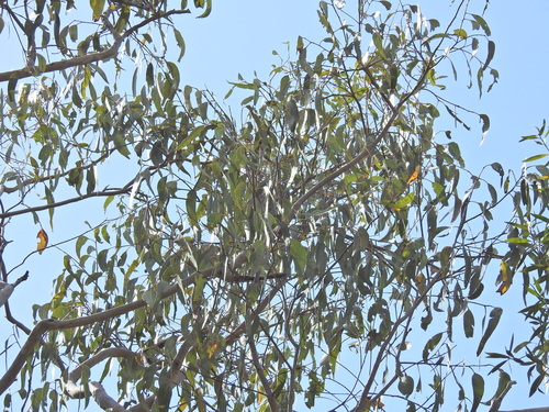Image of Eucalyptus bancroftii by (c) Scott W. Gavins, some rights reserved (CC BY)