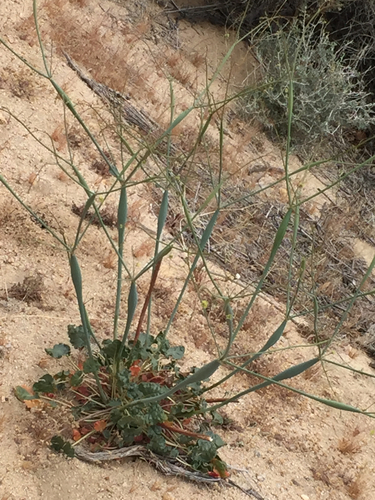 Desert Trumpet