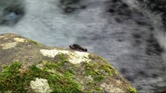 Huechys sanguinea