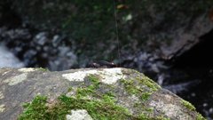 Huechys sanguinea