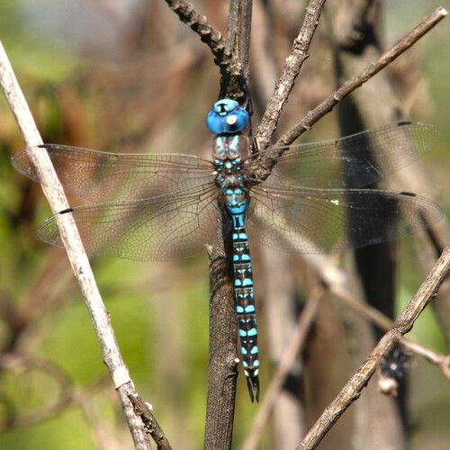 iNaturalist observation photo of Blue-eyed Darner