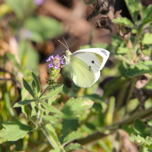 iNaturalist observation photo of Small White