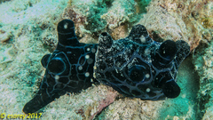 Coriocella nigra