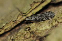 Holocentropus