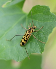 Chlorophorus annularis