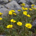 Geum rossii - Photo (c) Andy Fyon, μερικά δικαιώματα διατηρούνται (CC BY-NC), uploaded by Andy Fyon