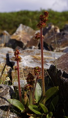 Micranthes hieraciifolia