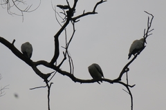 Ducula bicolor