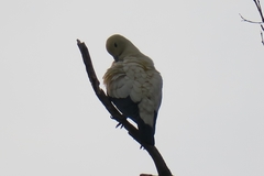 Ducula bicolor