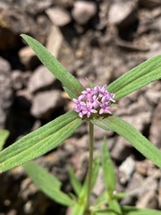 Desert Rose (Crusea)