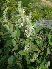 Salvia dominica