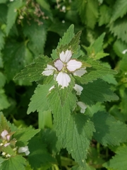 Lamium moschatum