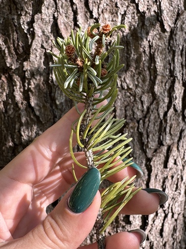 Picea koraiensis, photograph 4