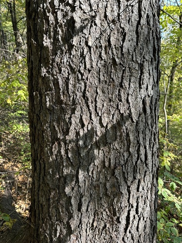 Picea koraiensis, photograph 5