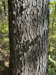(c) Tatyana Petrenko, some rights reserved (CC BY) Picea koraiensis, photograph (c) Tatyana Petrenko, some rights reserved (CC BY)