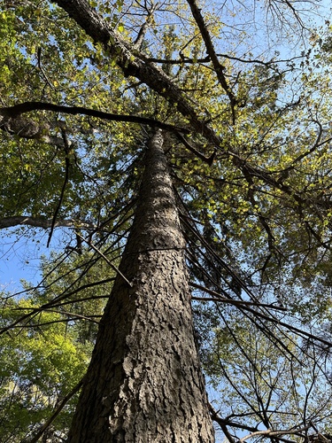 Picea koraiensis, photograph 6
