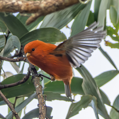 Hawaii Akepa photo 5