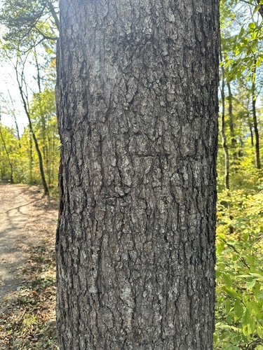 Needle fir (Abies holophylla)