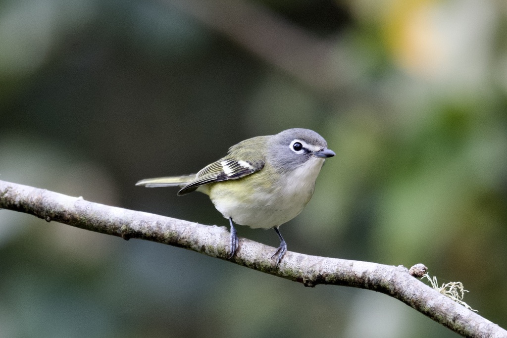 Blue-headed Vireo