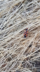 Melanerythrus mactans