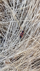 Melanerythrus mactans