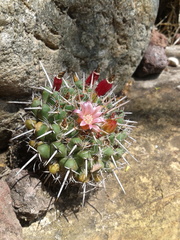 Mammillaria compressa