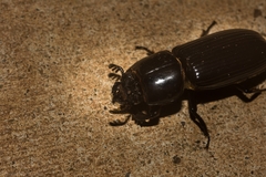 Aulacocyclus