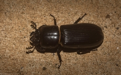 Aulacocyclus