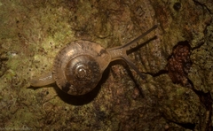 Nitor pudibundus