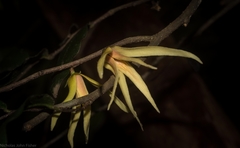 Meiogyne stenopetala