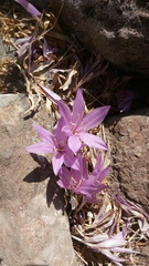 Colchicum feinbruniae