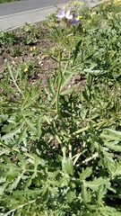 Erucaria hispanica