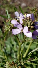 Erucaria hispanica
