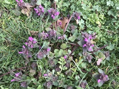 Lamium purpureum