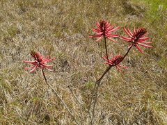 Erythrina nigrorosea