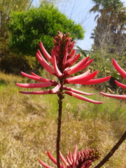 Erythrina nigrorosea