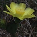 Opuntia mesacantha lata - Photo (c) Eric M Powell, some rights reserved (CC BY-NC), uploaded by Eric M Powell