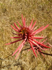 Erythrina nigrorosea