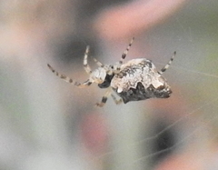 Cyclosa oculata