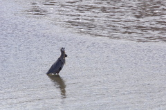 Platichthys stellatus