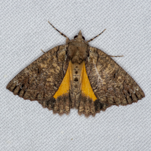 Heliomystis electrica Meyrick, 1888