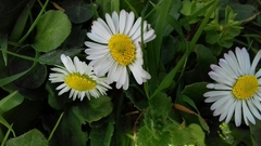 Bellis perennis